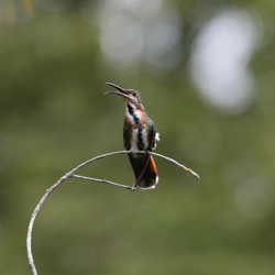 Juvenile Green-breasted Mango